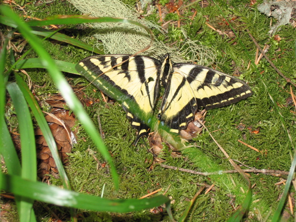 Butterfly