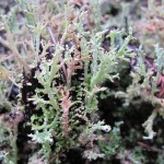 3banana-lichen