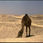 Camel in the Negev, Israel (1999)