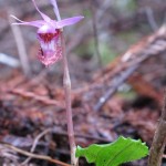 Al found this on a trail near the lower pond