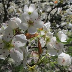 Plum blossoms in the garden. This tree will have some juicy fruit soon!