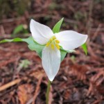 A trillium flower. They were blooming all around